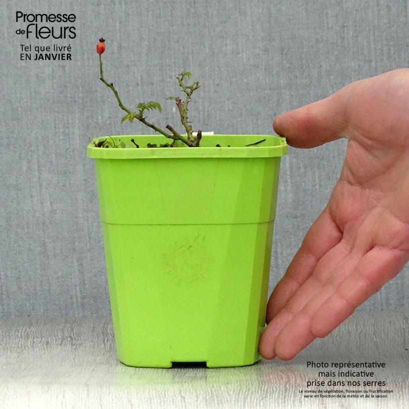 Example of Rosa polyantha Rose du Soleil - Polyantha-Rose Topf mit 1,5L/2L as you get in hiver