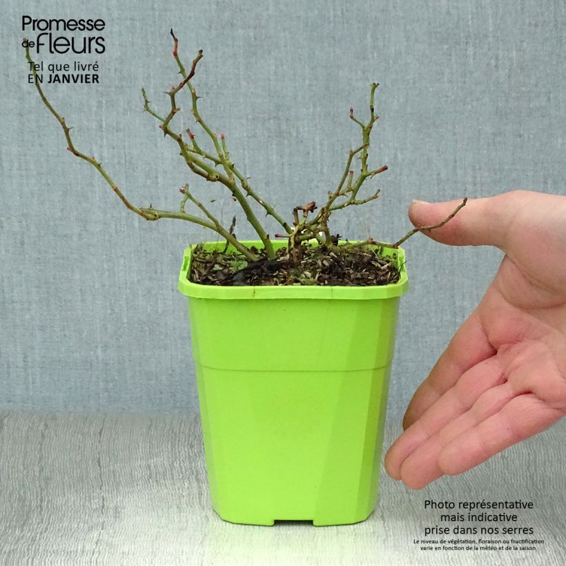 Exemplar von Rosa polyantha Sweet Knirps - Polyantha-Rose Topf mit 1,5L/2L wie im Winter geliefert