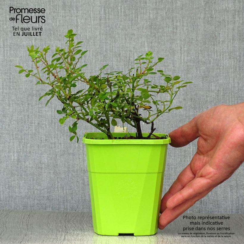Example of Rosa polyantha Sweet Knirps - Polyantha-Rose Topf mit 1,5L/2L as you get in ete