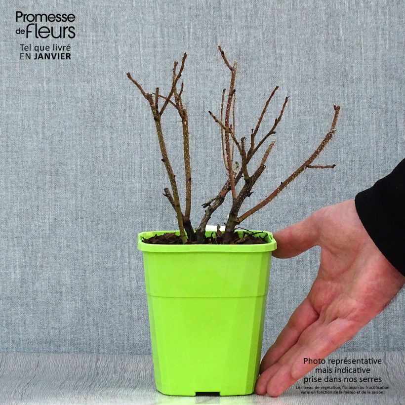Example of Rosa rugosa SAVORANOVA Smart Uhlrutida - Apfelrose Topf mit 1,5L/2L as you get in hiver
