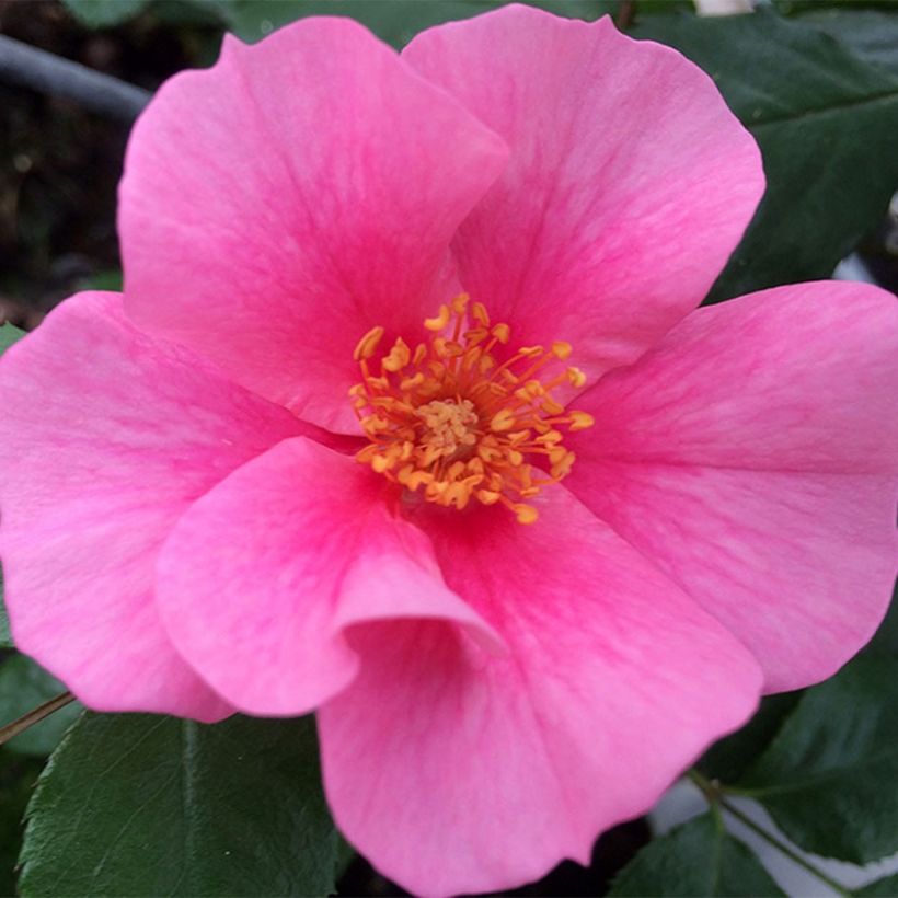 Rosa persica See You In Pink - Persische Rose (Flowering)