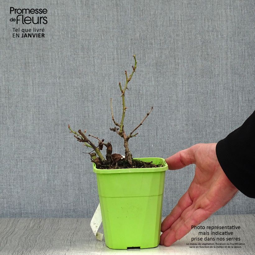 Example of Rosa persica See You In Red - Persische Rose Topf mit 1,5L/2L as you get in hiver
