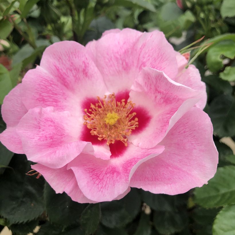 Rosa persica See You in Rosé - Persische Rose (Flowering)