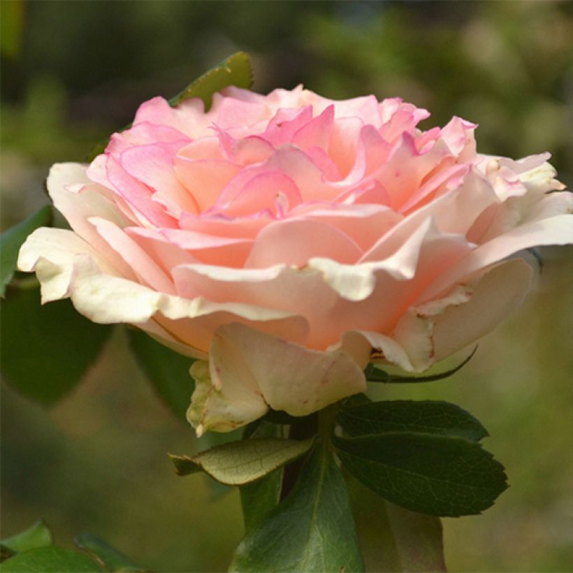 Rosa Souvenir de Baden-Baden - Edelrose (Flowering)