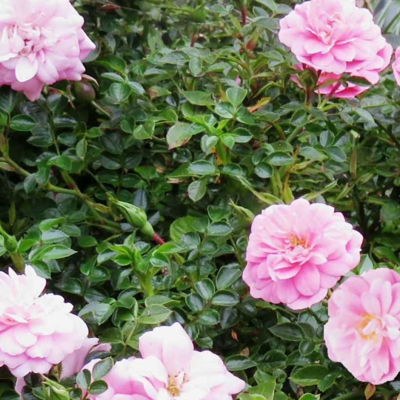 Rosa polyantha Sweet Knirps - Polyantha-Rose (Foliage)