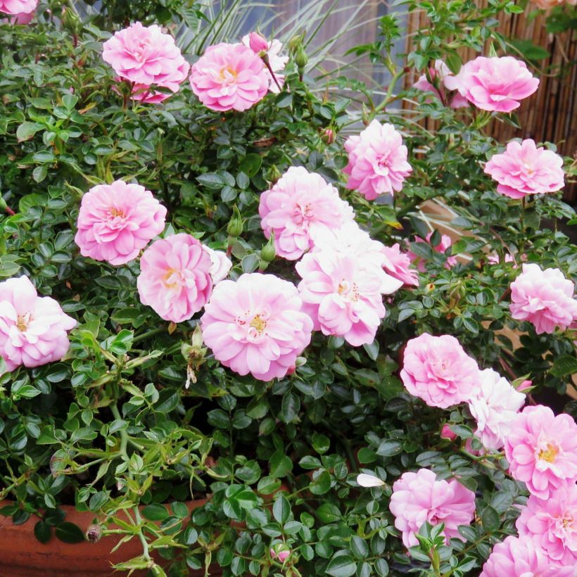 Rosa polyantha Sweet Knirps - Polyantha-Rose (Flowering)