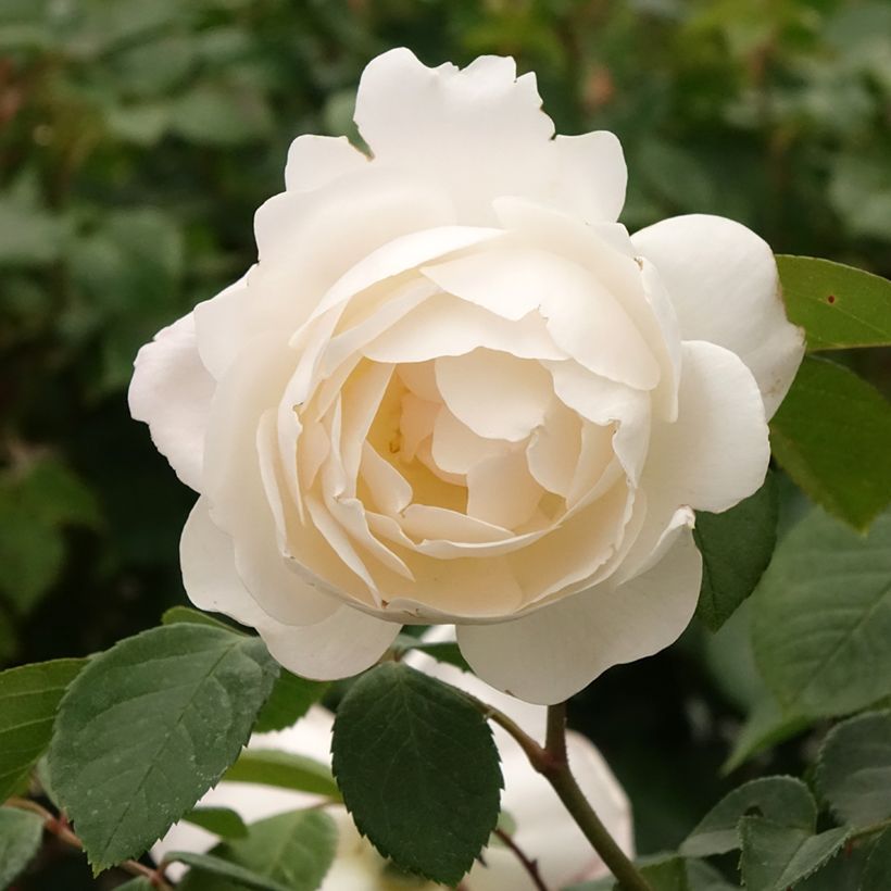 Stammrose David Austin Desdemona (Flowering)