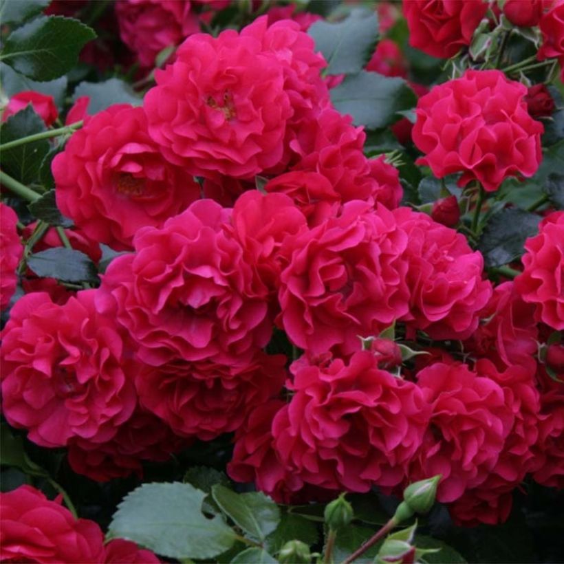 Rosa polyantha Gärtnerfreude (Toscana) - Polyantha-Rose (Flowering)