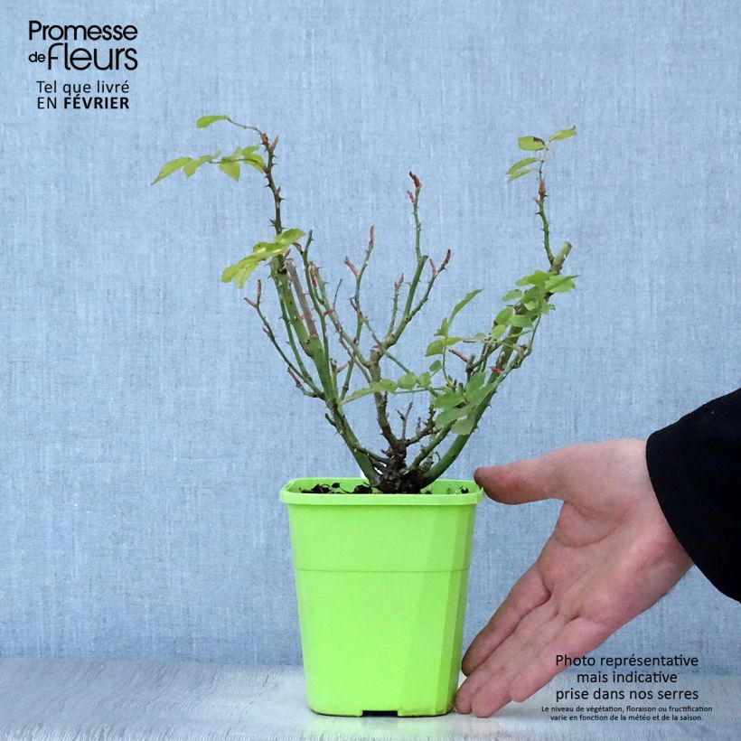 Exemplar von Rosa Urban Streetlight Larissa - Moderne Hybrid-Rose Topf mit 3L/4L wie im Winter geliefert