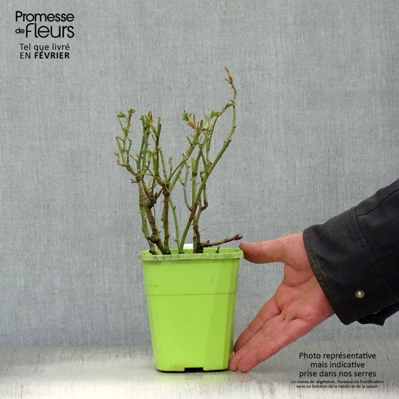 Example of Rosa polyantha Urban Streetlight Marondo - Polyantha-Rose Topf mit 1,5L/2L as you get in hiver