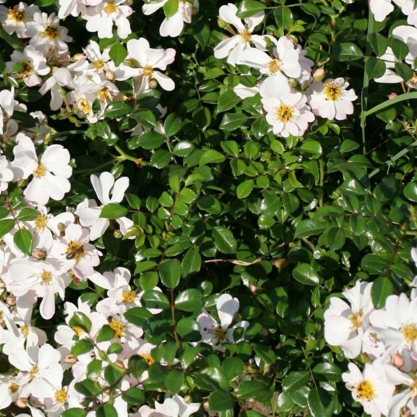 Rosa Urban Streetlight Medeo - Beetrose (Foliage)