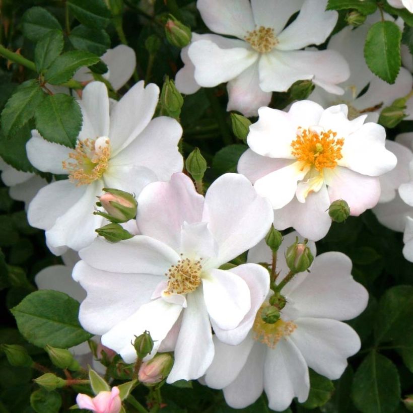Rosa Urban Streetlight Medeo - Beetrose (Flowering)