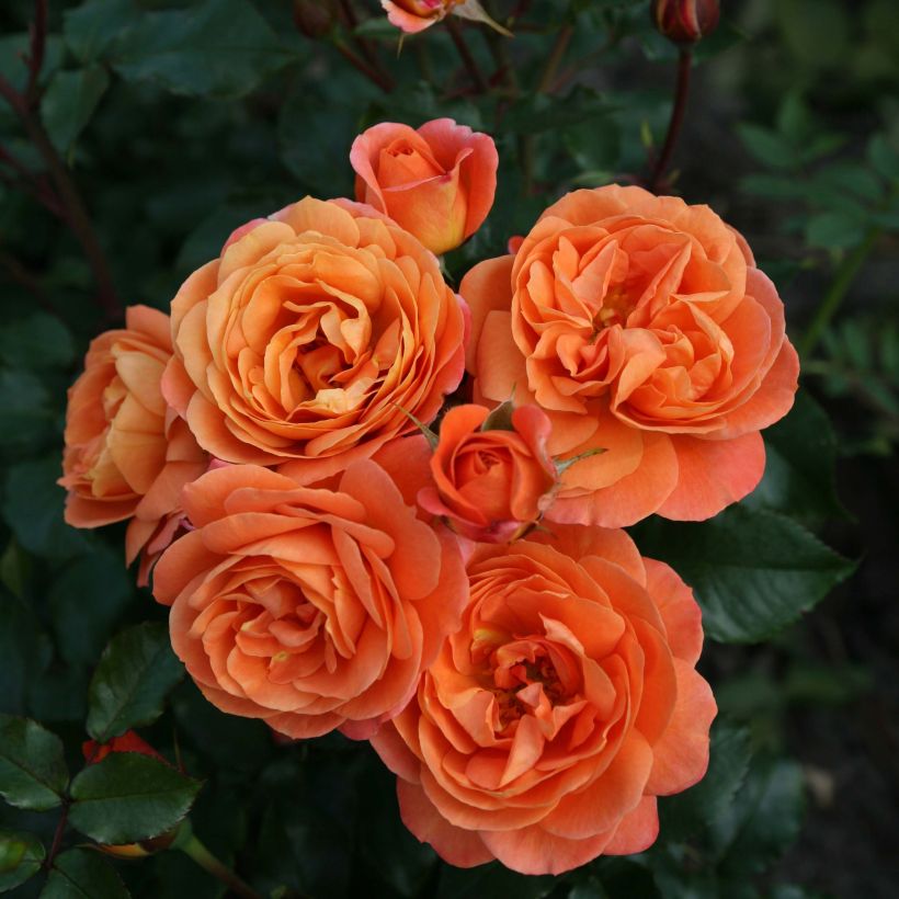 Rosa Urban Streetlight Phoenix - Beetrose (Flowering)