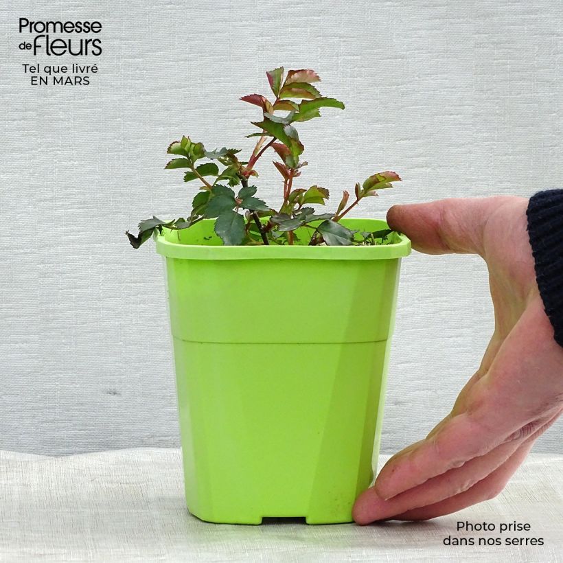 Example of Rosa Urban Streetlight Phoenix - Beetrose Topf mit 3L/4L as you get in hiver