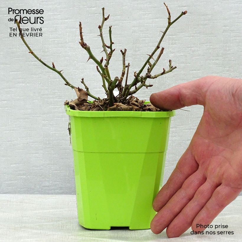 Exemplar von Rosa Urban Streetlight Rekord Cubana - Beetrose Topf mit 3L/4L wie im Winter geliefert