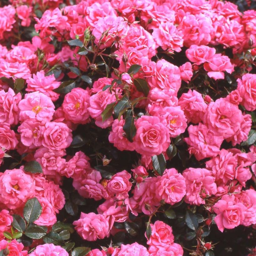 Rosa Urban Streetlight Rekord Pink Emely - Beetrose (Flowering)