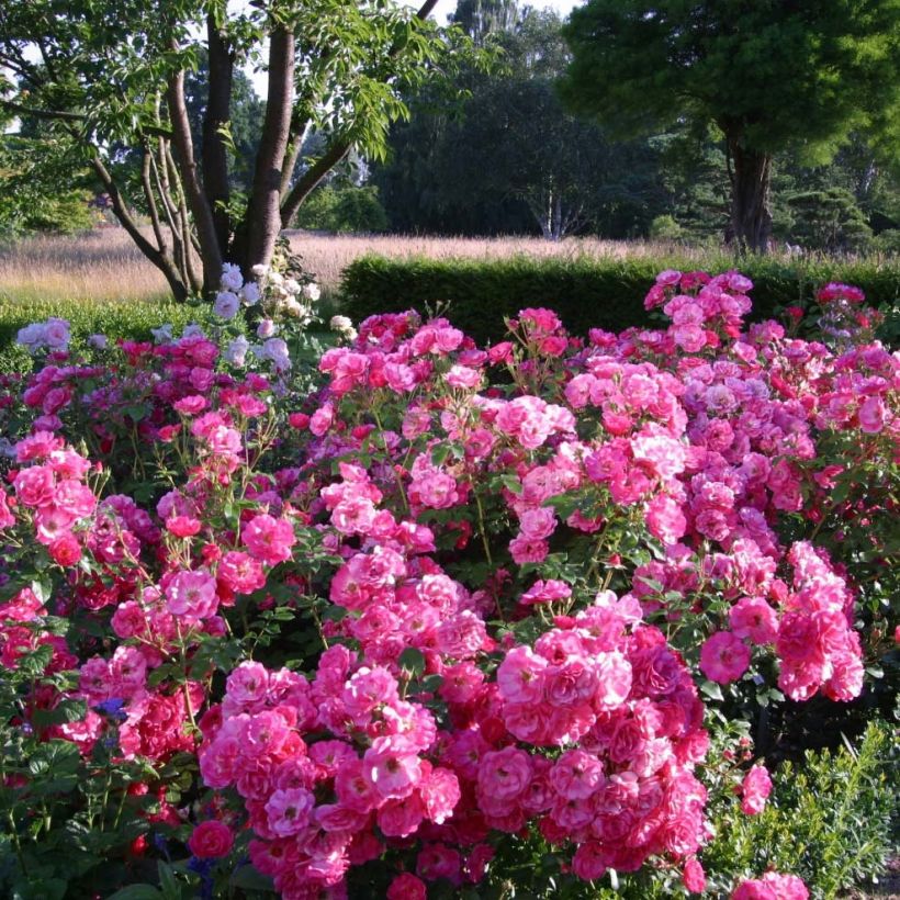Rosa Urban Streetlight Rekord Pink Emely - Beetrose (Plant habit)