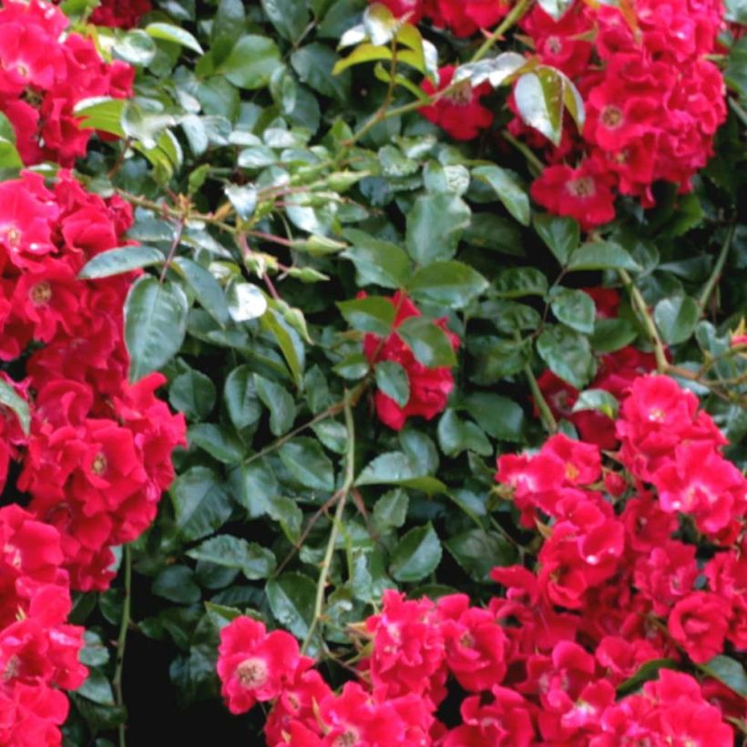 Rosa Urban Streetlight Rekord Sommerabend - Beetrose (Foliage)