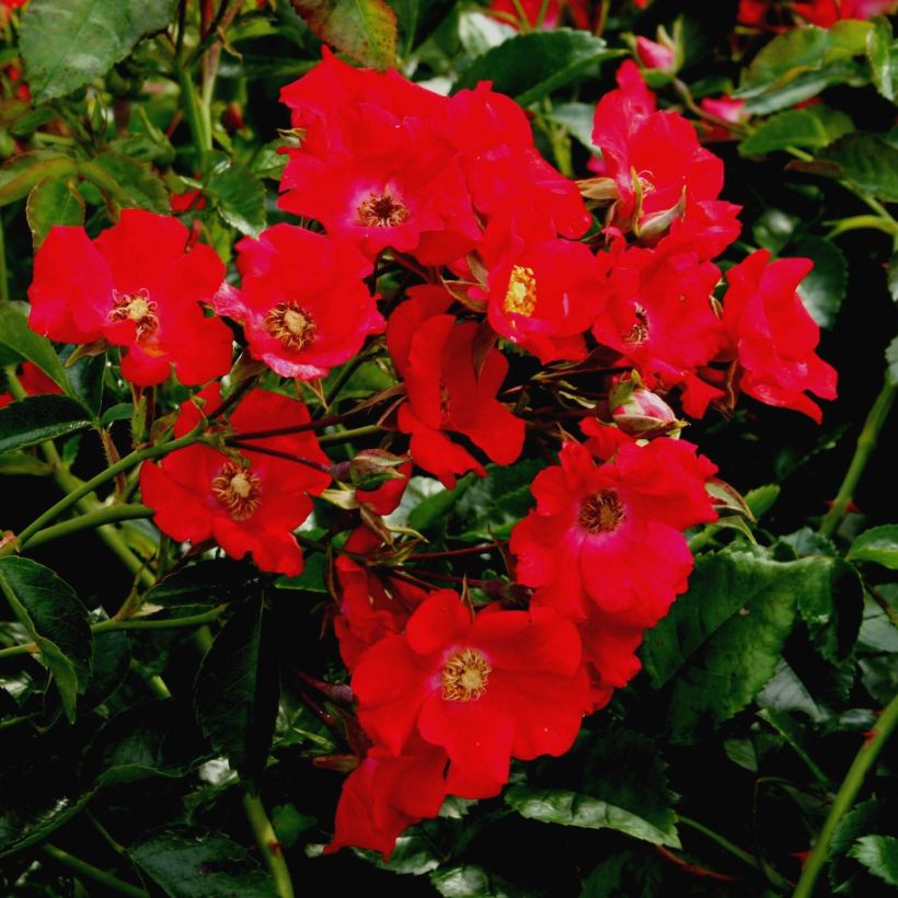 Rosa Urban Streetlight Rekord Sommerabend - Beetrose (Flowering)