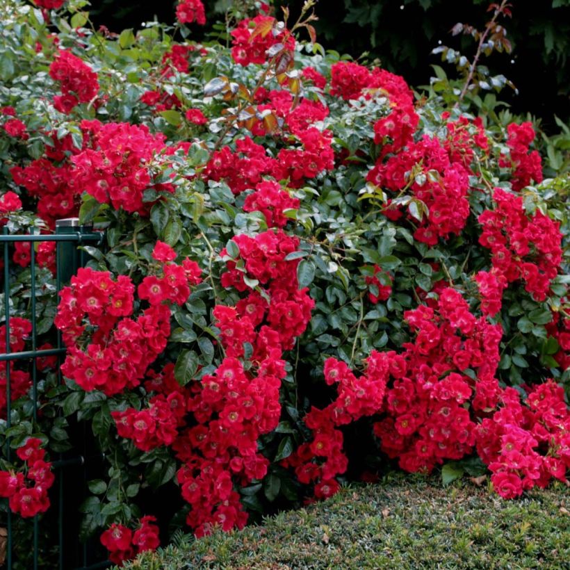Rosa Urban Streetlight Rekord Sommerabend - Beetrose (Plant habit)