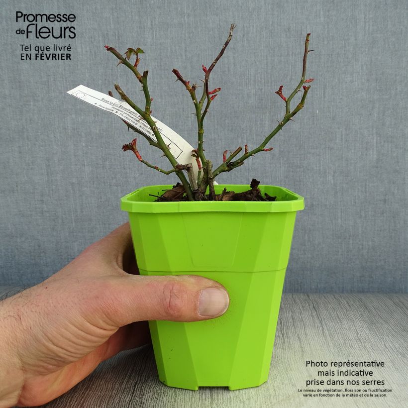 Exemplar von Rosa Urban Streetlight Rekord Sommerabend - Beetrose Topf mit 3L/4L wie im Winter geliefert