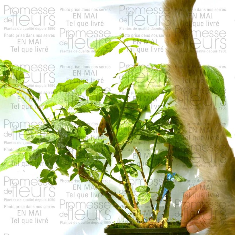 Example of Rosa Generosa Zayed of Abu Dhabi - Guillot Rose Topf mit 4L/5L as you get
