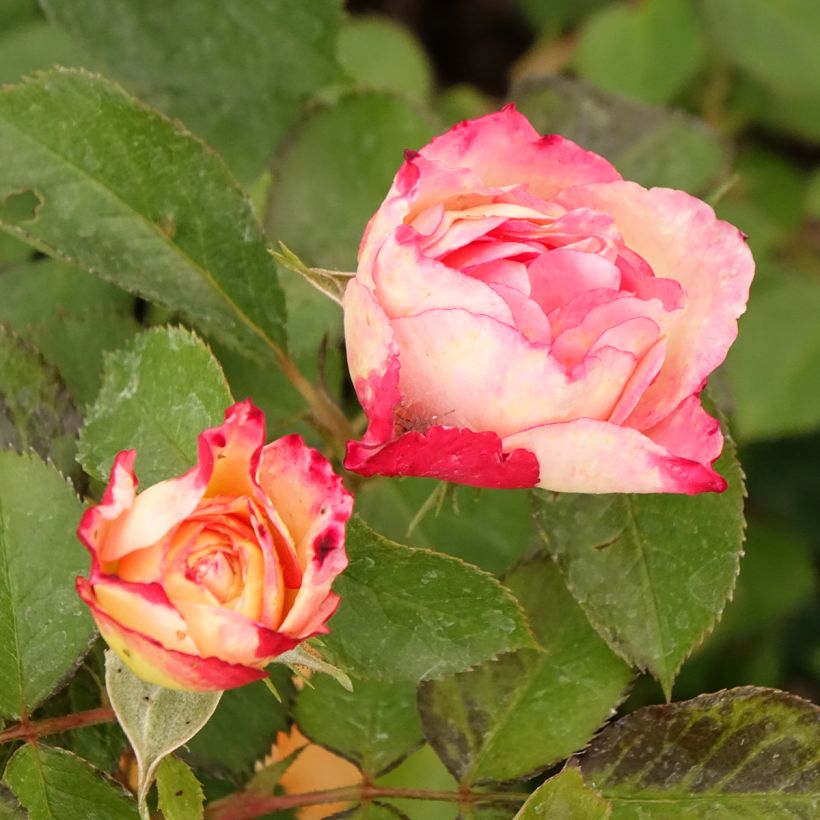 Rosa Aline Mayrisch Rose - Beetrose (Blüte)