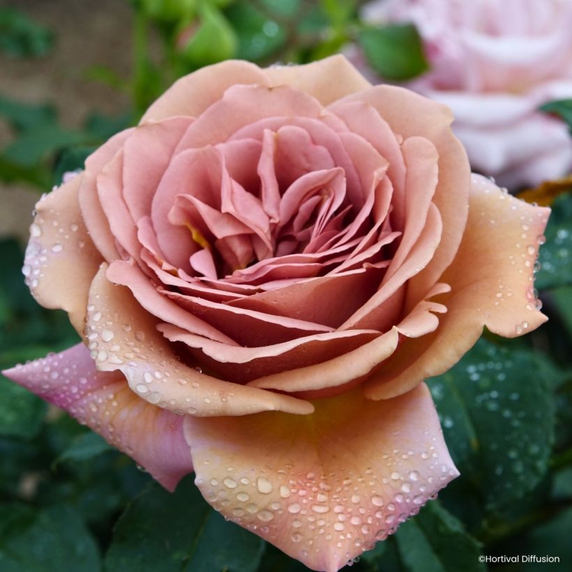 Rosa floribunda Koko Loko - Beetrose (Blüte)