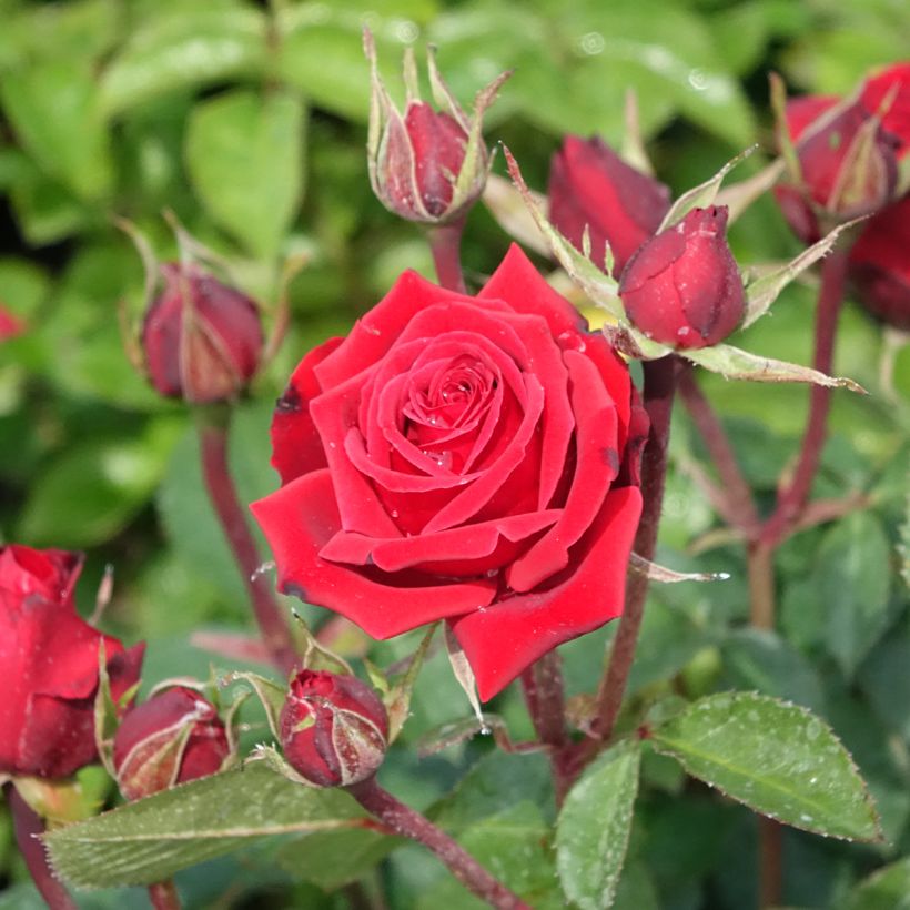 Rosa Paganini - Beetrose (Blüte)