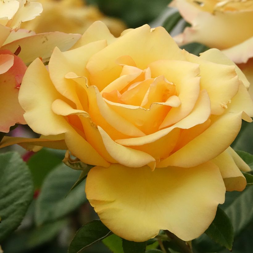 Rosa Eureka - Edelrose (Blüte)