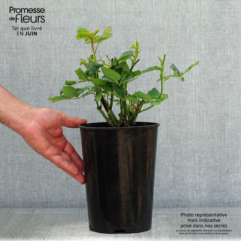 Exemplar von Rosa Ville de Chine - Edelrose Topf mit 4L/5L wie im Frühjahr geliefert