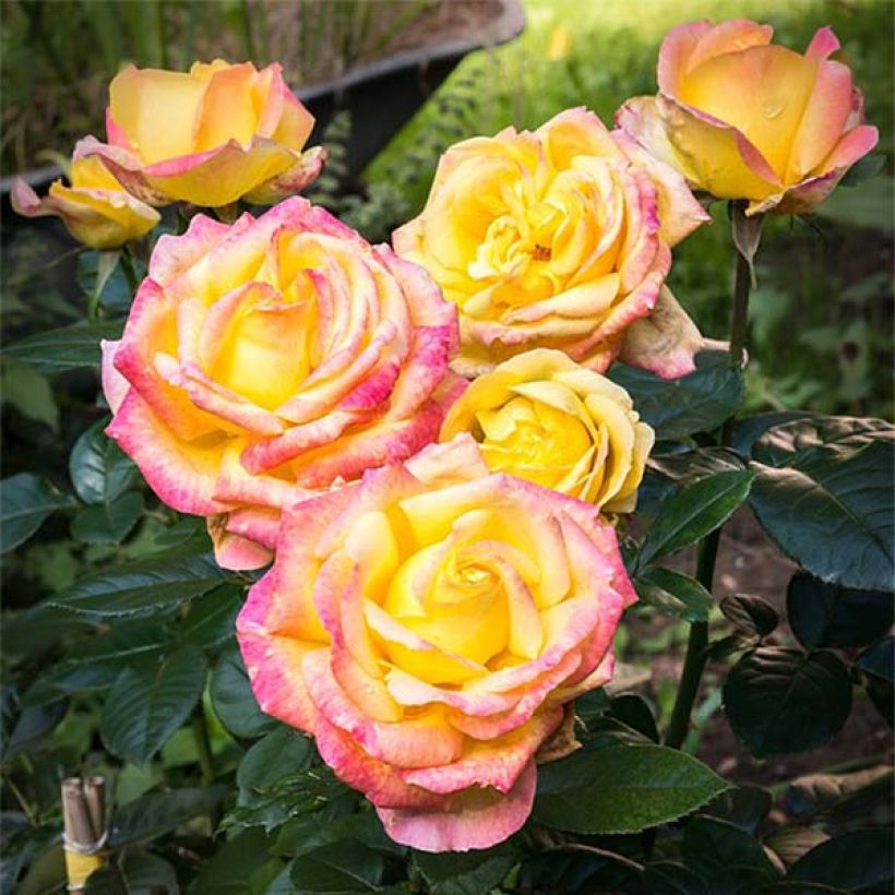 Rosa Oriental Peace - Edelrose (Flowering)