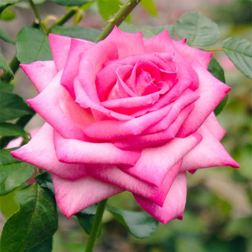 Rosa Wedding Bells - Edelrose (Flowering)