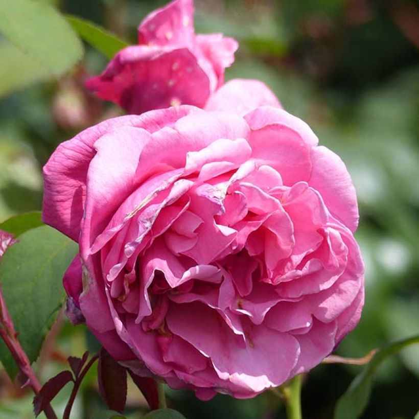 Rosa Line Renaud - Edelrose (Flowering)