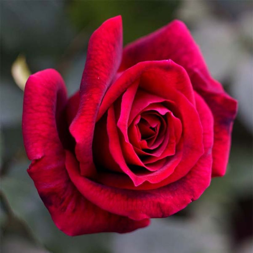 Rosa Papa Meilland - Edelrose (Flowering)