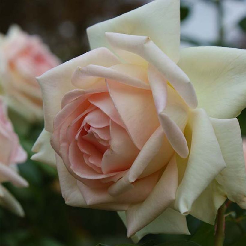 Rosa Prince Jardinier - Edelrose (Flowering)
