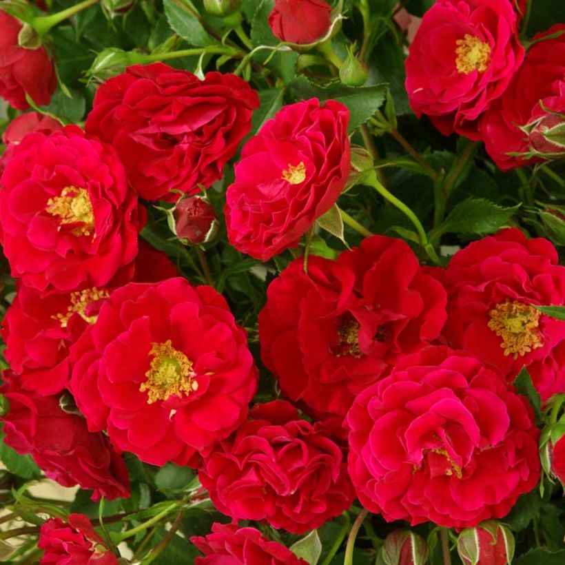 Rosa Alain - Beetrose (Flowering)