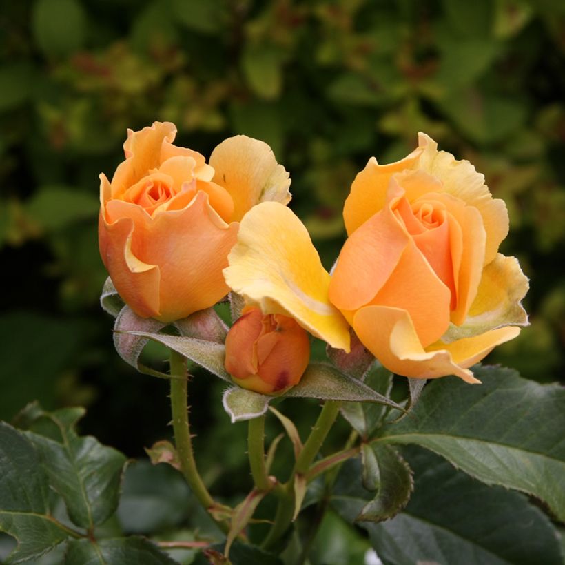 Rosa Amber Queen - Beetrose (Flowering)