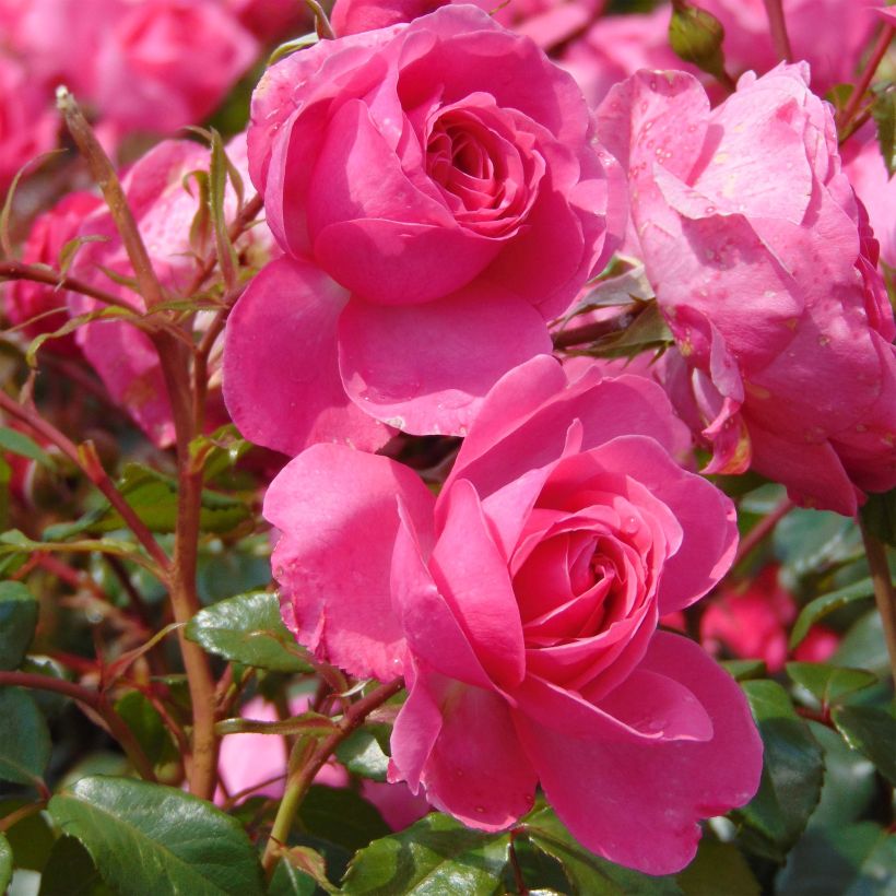 Rosa Berleburg - Beetrose (Flowering)