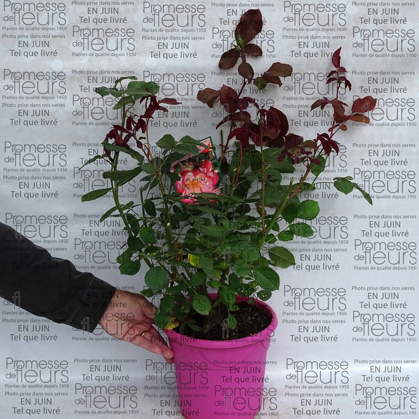 Example of Rosa Betty Boop - Beetrose Topf mit 4L/5L as you get