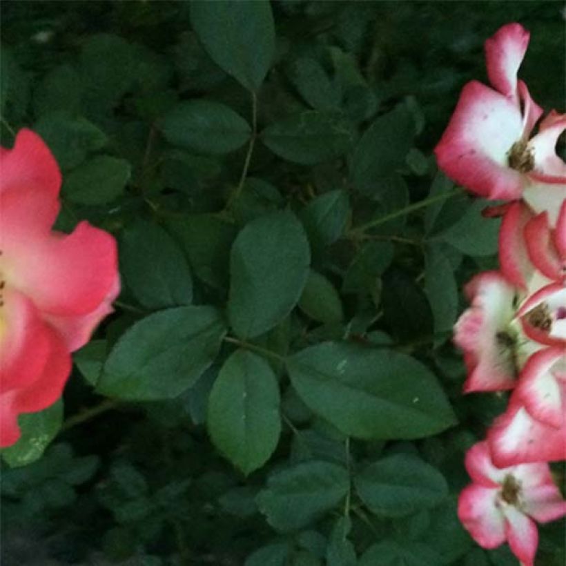 Rosa Betty Boop - Beetrose (Foliage)
