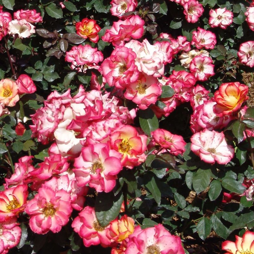 Rosa Betty Boop - Beetrose (Flowering)