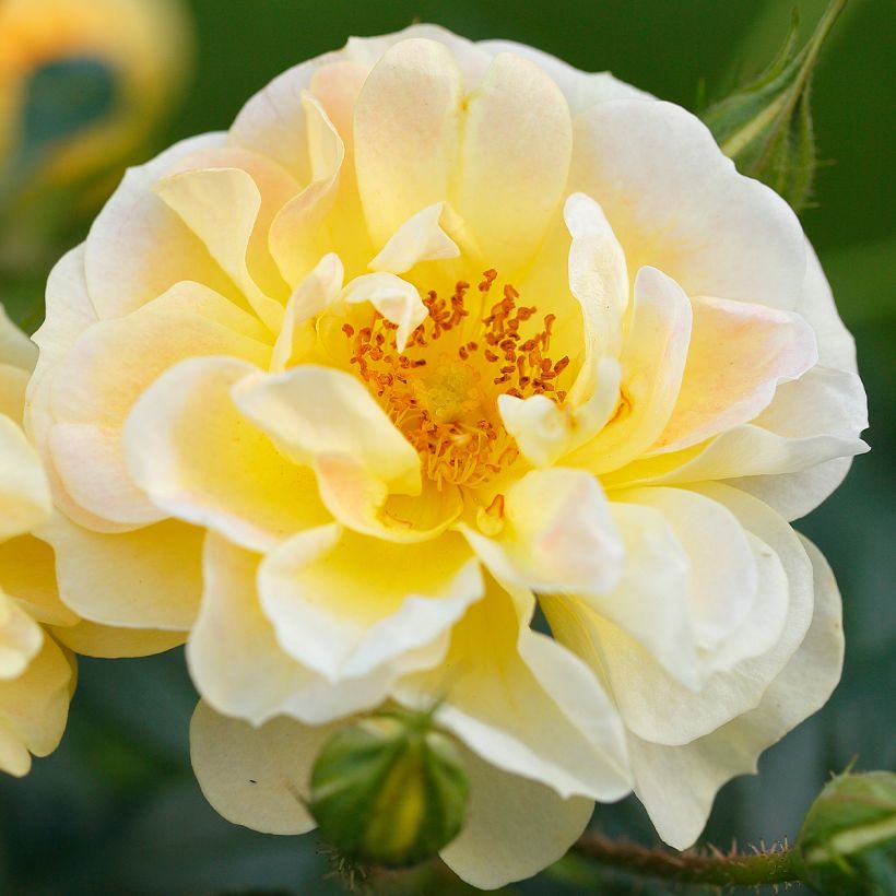 Rosa polyantha Bees Paradise Gelb - Polyantha-Rose (Flowering)