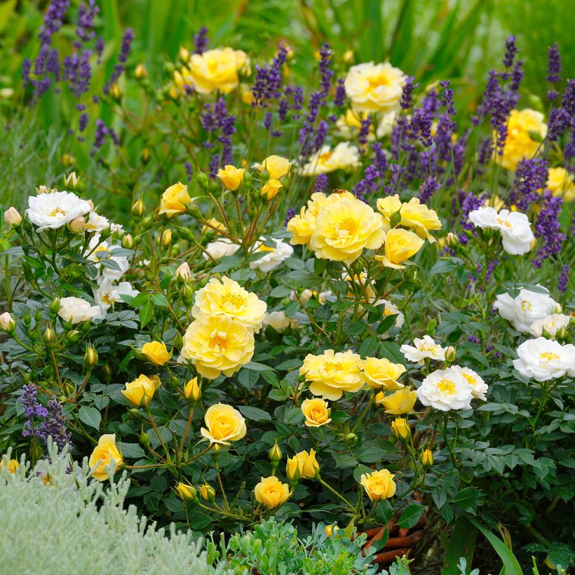 Rosa polyantha Bees Paradise Gelb - Polyantha-Rose (Plant habit)