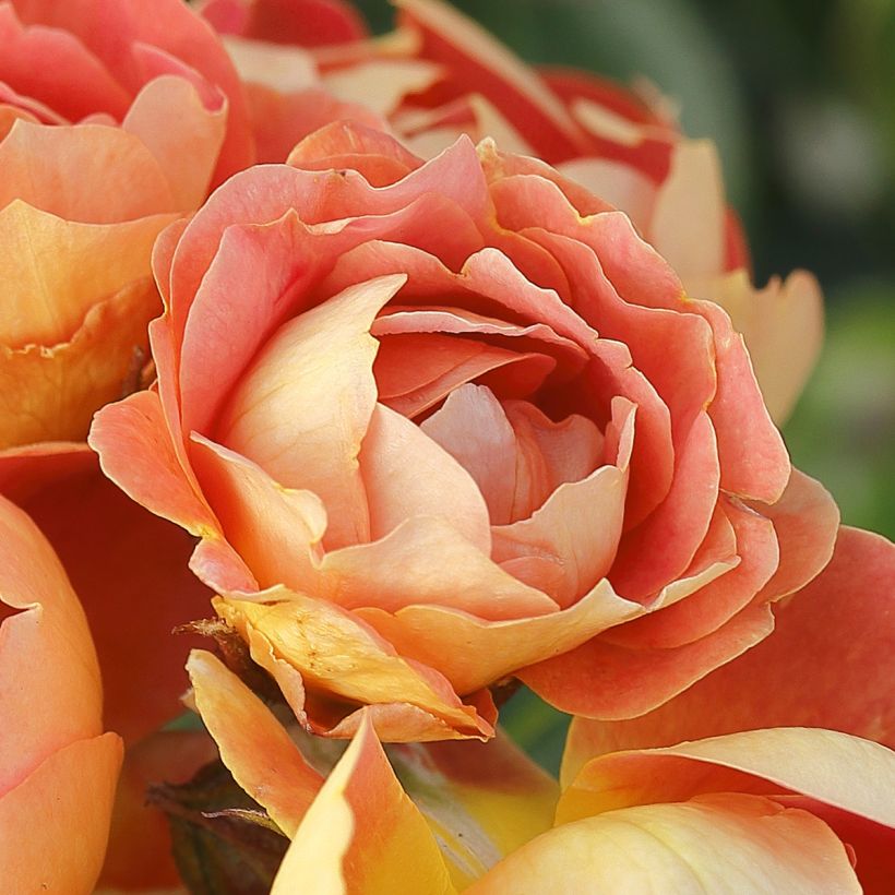 Rosa polyantha Bees Paradise Mango - Polyantha-Rose (Flowering)