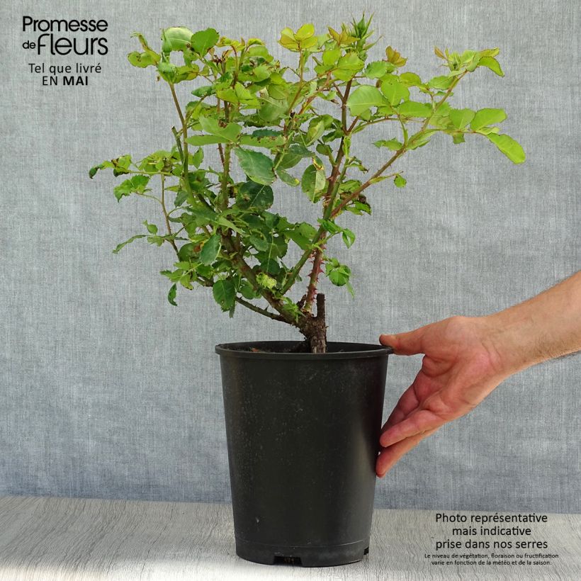 Example of Rosa persica Eyes for You Blue Eyes - Beetrose Topf mit 4L/5L as you get in printemps