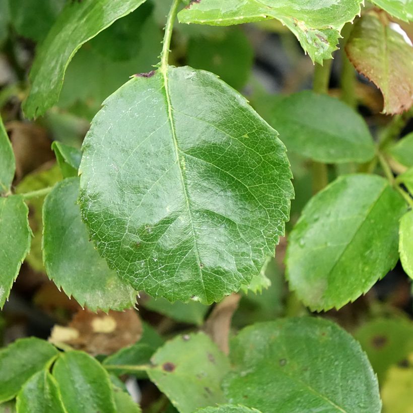 Rosa Bordeaux 'Korelamba' - Beetrose (Foliage)