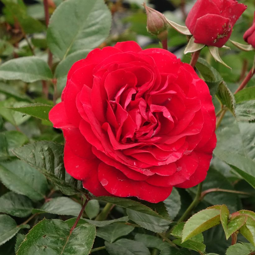 Rosa Bordeaux 'Korelamba' - Beetrose (Flowering)