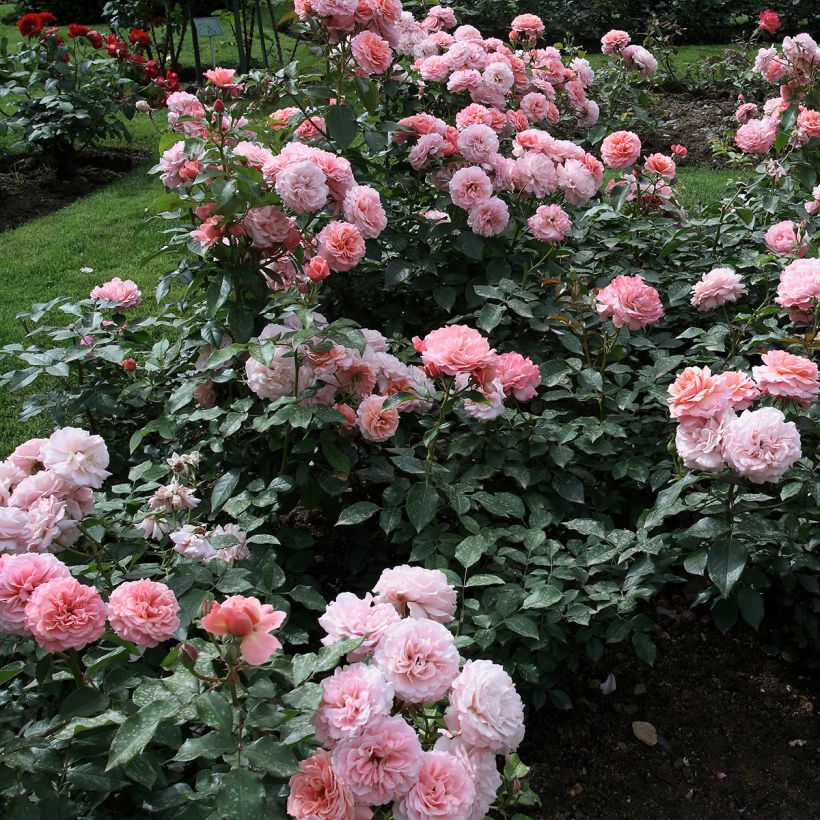 Rosa Botticelli - Beetrose (Plant habit)