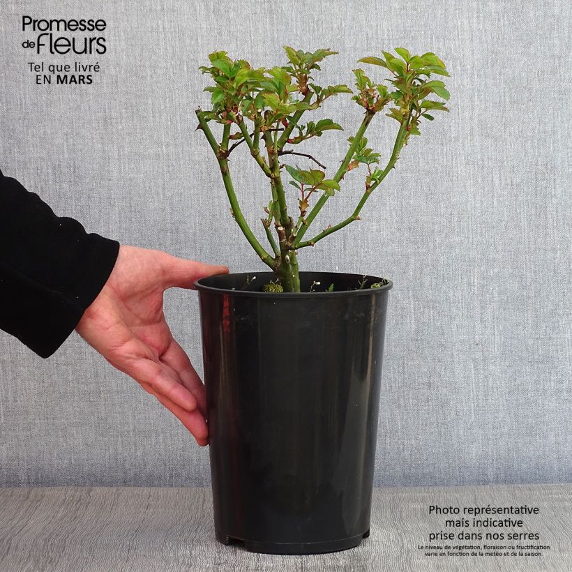 Exemplar von Rosa moschata Bouquet Parfait - Moschus-Rose Topf mit 4L/5L wie im Winter geliefert